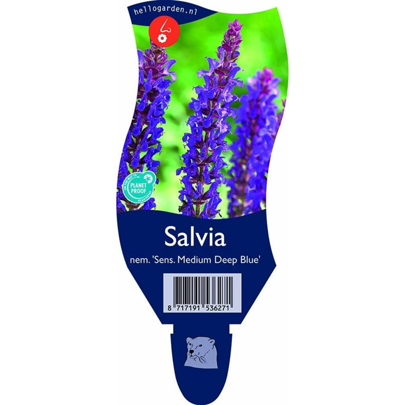 Stäppsalvia – Salvia nemorosa Medium Deep Blue - P11